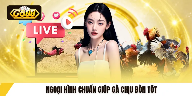 Ngoại hình chuẩn giúp gà chịu đòn tốt